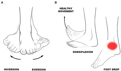 Corrigendum: G-Exos: A wearable gait exoskeleton for walk assistance